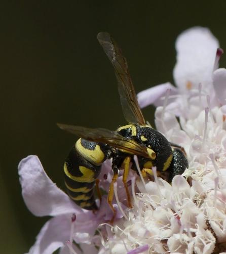 Réf. 234 142 : Euodynerus sp.